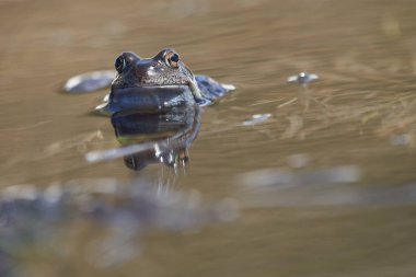 Su kurbağası Pelophylax ve Bufo Bufo dağ gölünde gözlerinde güzel bir yansımayla bahar çiftleşmesi