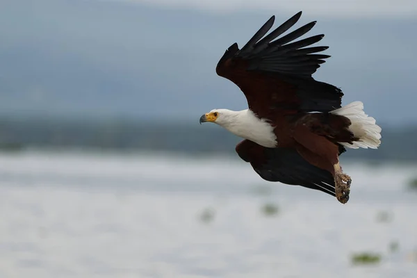 Águia do Mar de Peixe Africano Captura Lago de Peixes Caça Haliaeetus vocifer — Fotografia de Stock