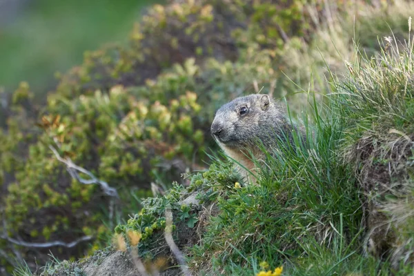 Alpina Marmot Marmota Marmota Schweiz Alperna — Stockfoto
