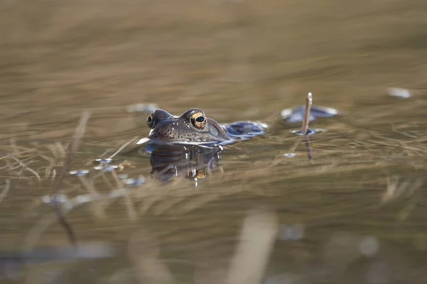 Water frog Pelophylax and Bufo Bufo in mountain lake with beautiful reflection of eyes Spring Mating — 스톡 사진