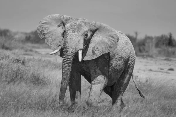 Elephant Big Huge Tusker Amboseli - Big Five Safari - Baby African bush elephant Loxodonta africana Black and white — стоковое фото