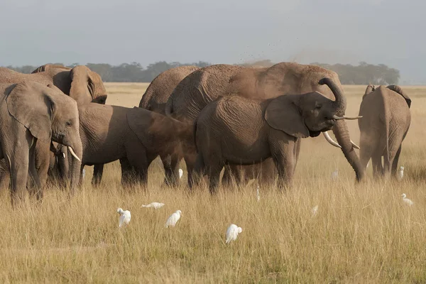 Olifant Baby Amboseli - Big Five Safari -Baby Afrikaanse bush olifant Loxodonta africana — Stockfoto