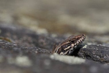 Yaygın duvar kertenkelesi podarcis freski Sürüngen Yakın portre Temiz