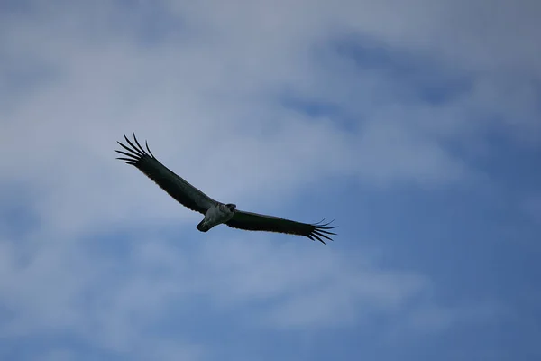 Martial eagle Polemaetus bellicosus grote sub-Saharische Afrika soort van geleerde adelaar onderfamilie Aquillinae — Stockfoto