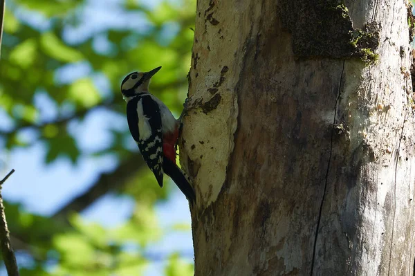 Great spotted woodpecker Dendrocopos major Switzerland infront of his home tree whole — Stock Photo, Image