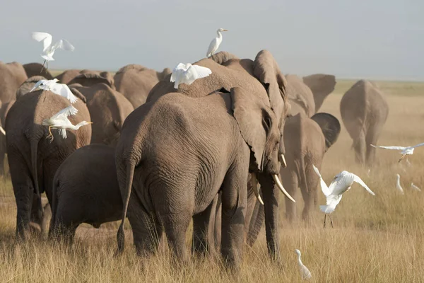 Elephant Group Amboseli - Большая Пятерка Сафари белая цапля Африканский слон Loxodonta affa — стоковое фото