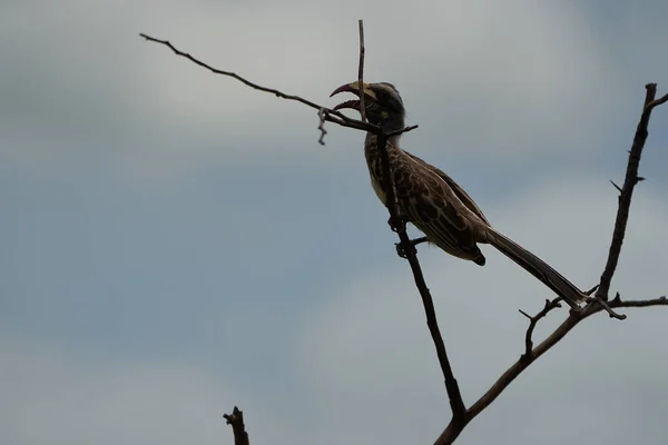 African grey hornbill Lophoceros nasutus tropical near passerine birds found in the Old World. Africa. Portrait with food insect — Stock Photo, Image