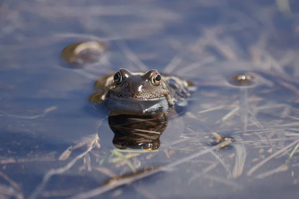 Rana de agua Pelophylax y Bufo Bufo en lago de montaña con hermoso reflejo de los ojos Primavera apareamiento — Foto de Stock