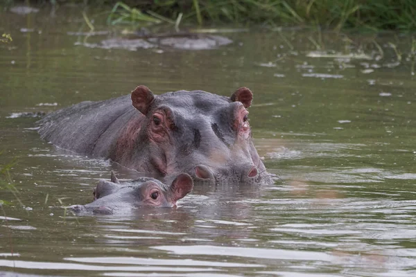 Flodhästen Hippopotamus amfibieAfrika Safari Porträtt Vatten Ute öppet vrål — Stockfoto