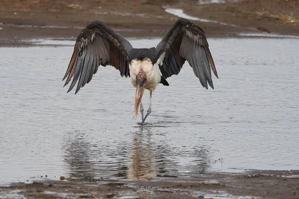 Marabou-Storch Leptoptilos crumenifer watet offene Flügel Ciconiidae — Stockfoto