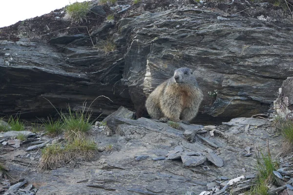 Alpin Marmot Marmota Marmota Sveits Alper Mountains – stockfoto