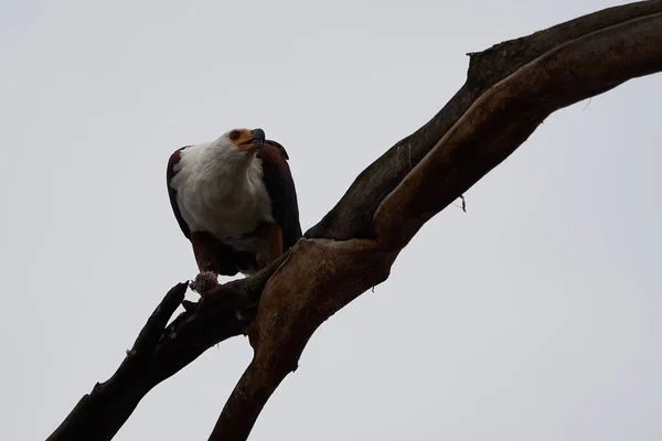 Afrikaanse vis zeearend vangen vis meer jagen Haliaeetus vocifer — Stockfoto