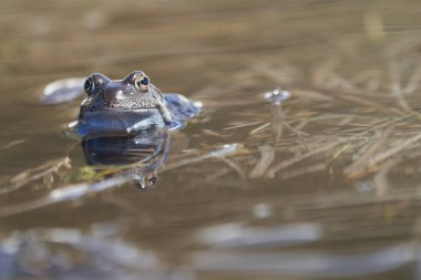 Su kurbağası Pelophylax ve Bufo Bufo dağ gölünde gözlerinde güzel bir yansımayla bahar çiftleşmesi