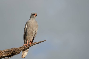 Doğu Goshawk soluk tenli karga kuşu ya da Somali ilahileri söyleyen kartal Melierax poliopterus Karanlık tezahüratlı kartal Melierax metabat 