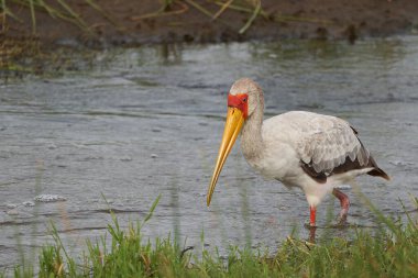  Sarı gagalı leylek Mycteria aynaları da ahşap leylek ya da ahşap ibis olarak adlandırılır. Afrika 'da yaşayan leylek familyasından Ciconiidae portresi.