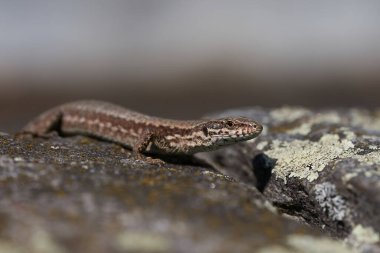 Yaygın duvar kertenkelesi podarcis freski Sürüngen Yakın portre Temiz