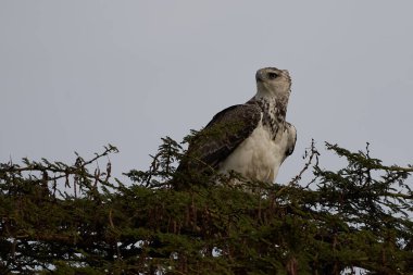 Martial Eagle Polemaetus bellicosus büyük alt familya Aquillinae Aquillinae alt familyasından