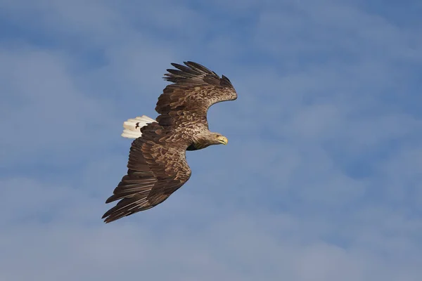 White tailed Eagle Catching eel Raptor Lake Hunting — Stock Photo, Image