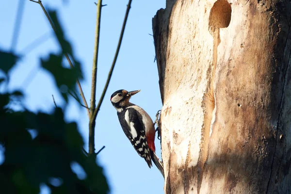 Great spotted woodpecker Dendrocopos major Switzerland infront of his home tree whole — Stock Photo, Image