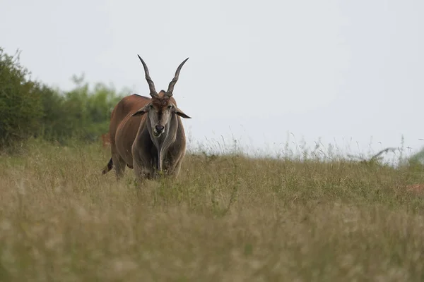 Common eland Taurotragus oryx também conhecido como Southern eland ou eland antílope em savana e planícies África Oriental — Fotografia de Stock