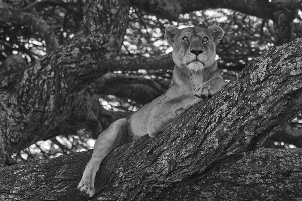 Leeuwenboom beklimmend Serengeti - Leeuw zwart-wit — Stockfoto