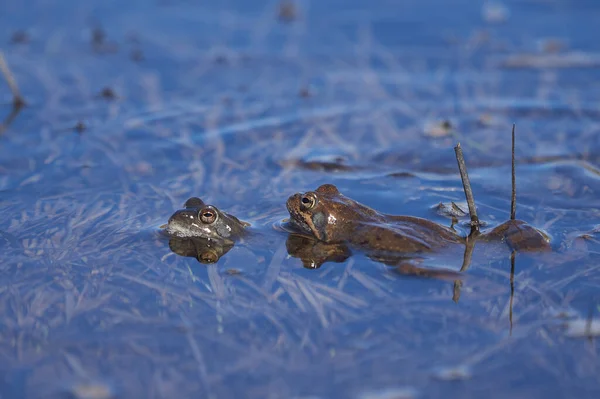 Лягушка Пелопилакс и Буфо Буфо в горном озере с красивым отражением глаз Весеннее спаривание — стоковое фото