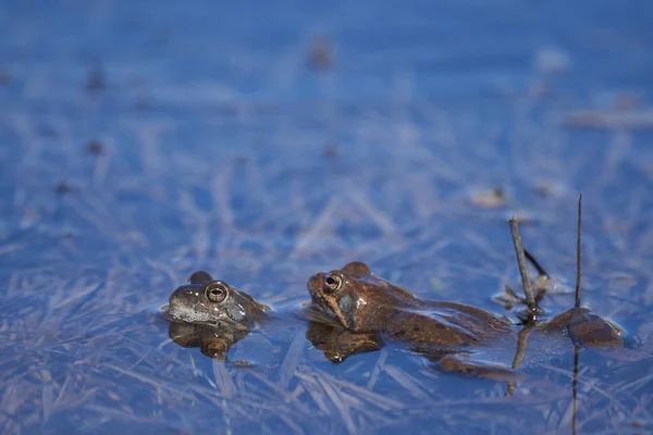 Vodní žába Pelophylax a Bufo Bufo v horském jezeře s krásným odrazem očí Jarní krytí — Stock fotografie