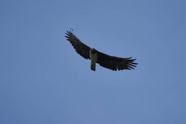 Dövüş Kartalı Polemaetus bellicosus büyük alt-Sahra Afrika türleri botlu kartal alt familyası Aquillinae