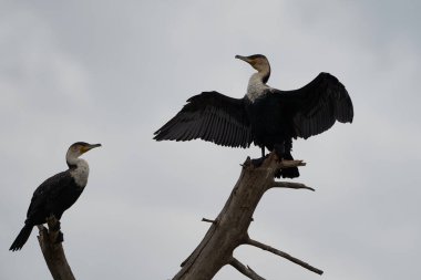  Büyük karabatak Phalacrocorax karbonhidrat büyük portre