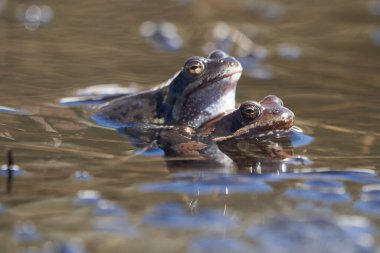 Su kurbağası Pelophylax ve Bufo Bufo dağ gölünde gözlerinde güzel bir yansımayla bahar çiftleşmesi