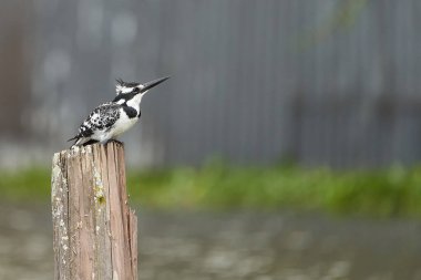 Pied kingfisher Ceryle rudis Portrait of a water fish hunter clipart