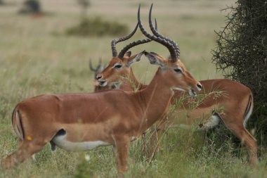 Impala Grubu İmpalas Antilop Afrika 'nın Portresi Safari