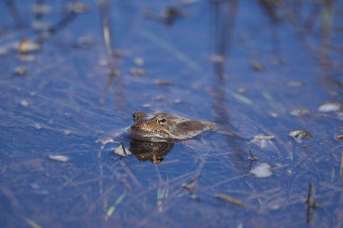 Su kurbağası Pelophylax ve Bufo Bufo dağ gölünde gözlerinde güzel bir yansımayla bahar çiftleşmesi