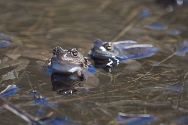 Su kurbağası Pelophylax ve Bufo Bufo dağ gölünde gözlerinde güzel bir yansımayla bahar çiftleşmesi