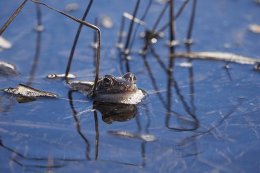 Su kurbağası Pelophylax ve Bufo Bufo dağ gölünde gözlerinde güzel bir yansımayla bahar çiftleşmesi