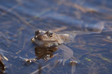 Su kurbağası Pelophylax ve Bufo Bufo dağ gölünde gözlerinde güzel bir yansımayla bahar çiftleşmesi