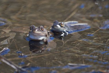 Su kurbağası Pelophylax ve Bufo Bufo dağ gölünde gözlerinde güzel bir yansımayla bahar çiftleşmesi