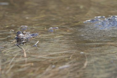Su kurbağası Pelophylax ve Bufo Bufo dağ gölünde gözlerinde güzel bir yansımayla bahar çiftleşmesi