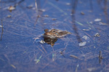 Su kurbağası Pelophylax ve Bufo Bufo dağ gölünde gözlerinde güzel bir yansımayla bahar çiftleşmesi
