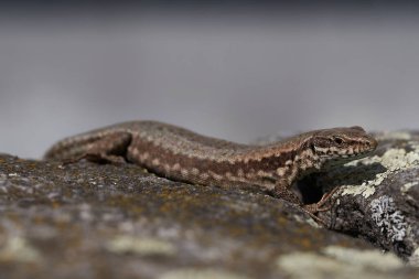 Yaygın duvar kertenkelesi podarcis freski Sürüngen Yakın portre Temiz