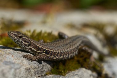 Yaygın duvar kertenkelesi podarcis freski Sürüngen Yakın portre Temiz