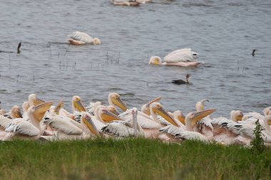 Büyük beyaz pelikan Pelecanus onocrotalus aynı zamanda doğu beyaz pelikan gül pelikan veya beyaz pelikan gölü Afrika olarak da bilinir.