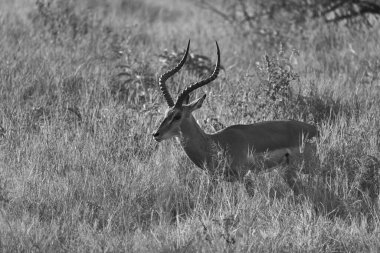 Impala Grubu İmpalas Antilop Afrika 'nın Portresi Safari
