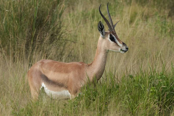 Thomson Thomsons Gazelle Eudorcas thomsonii Antilopenporträt Afrika Safari — Stockfoto