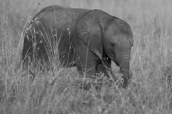 Elephant Baby Amboseli - Big Five Safari - Baby African bush elephant Loxodonta africana — стоковое фото