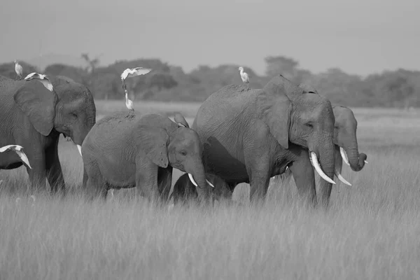 Elephant Group Amboseli - Big Five Safari -Herons Afrikaanse bosolifant Loxodonta africana — Stockfoto