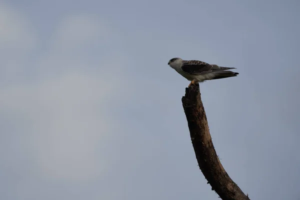 Zwart-gevleugelde vlieger Elanus caeruleus ook bekend als de zwart-schouders vlieger — Stockfoto