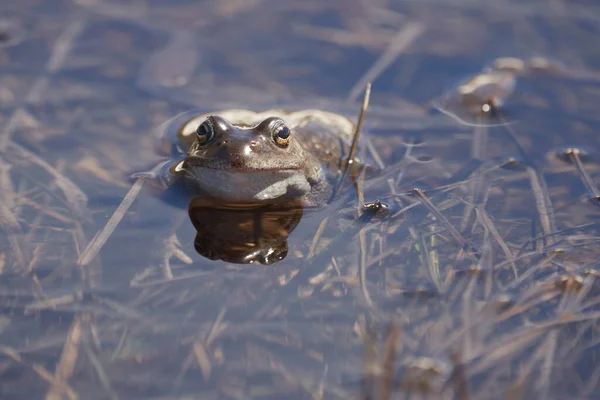 Rana de agua Pelophylax y Bufo Bufo en lago de montaña con hermoso reflejo de los ojos Primavera apareamiento — Foto de Stock