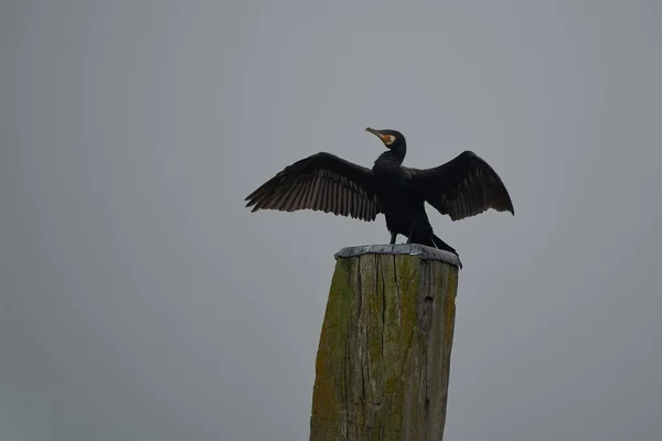 Grande corvo Phalacrocorax carbo preto shag grande Retrato — Fotografia de Stock