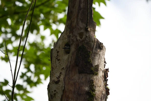 Grote gevlekte specht Dendrocopos grote Zwitserland voorzijde van zijn stamboom geheel — Stockfoto